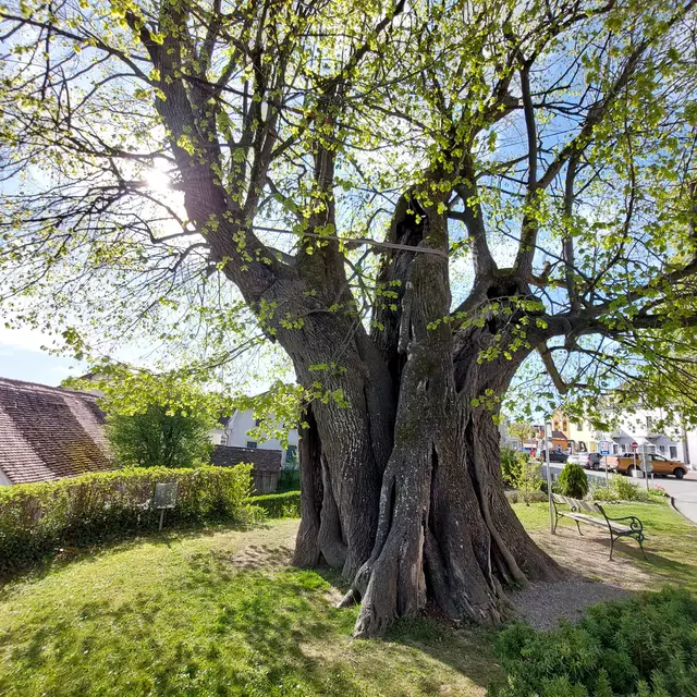 Der alte Lindenbaum steht in Kumberg!

Kumberg liegt am Papst Franziskus Pilgerweg  - ...mehr darüber könnt ihr in meinem Beitrag nachlesen: https://www.meinbezirk.at/jennersdorf/c-regionauten-community/mach-einen-umweg-auf-ostern-zugehen_a7268034 | Foto: Monika Petanovitsch 