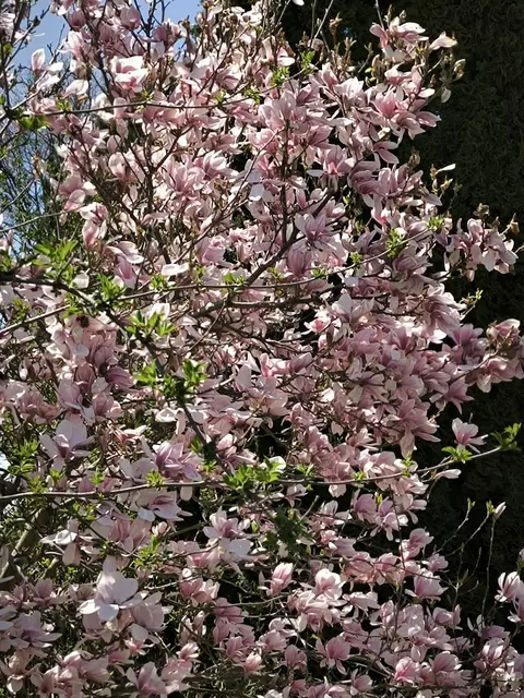 Immer wieder schön wenn zu Ostern die Magnolie blüht.
