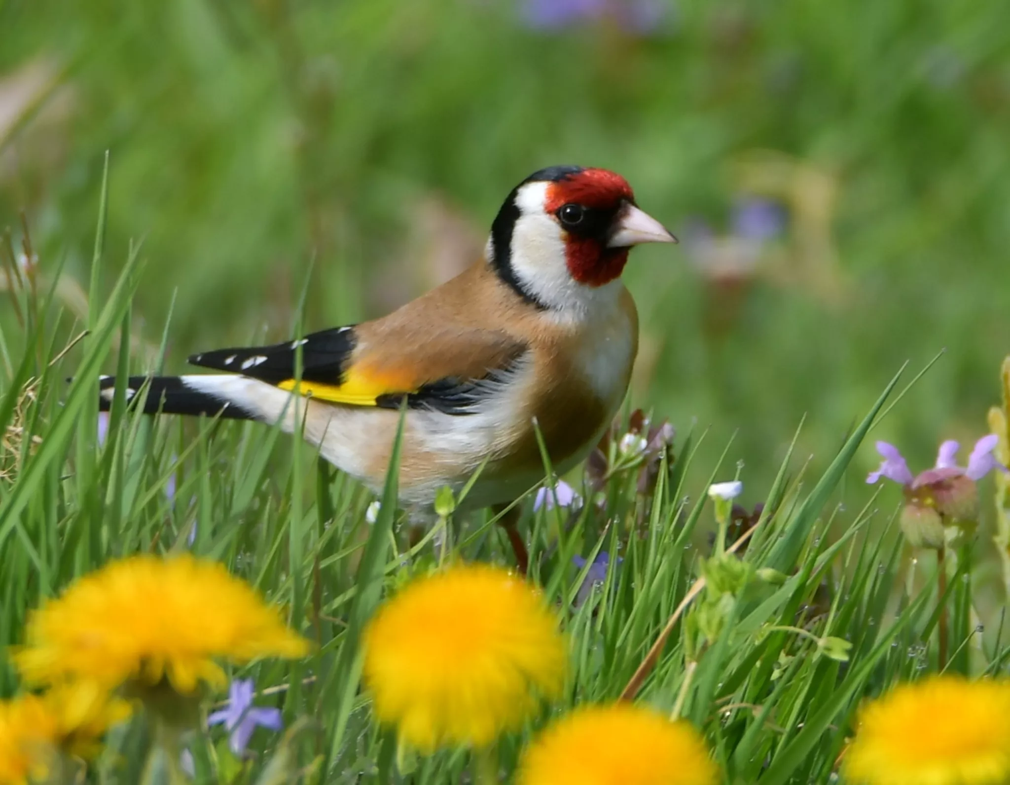 saftige Leckerbissen....