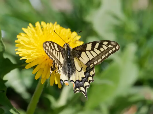 An diesem schönen Schwalbenschwanz (am Waldrand bei Hernstein) sind Wind und Wetter nicht spurlos verbeigegangen. | Foto: Anton Kroh