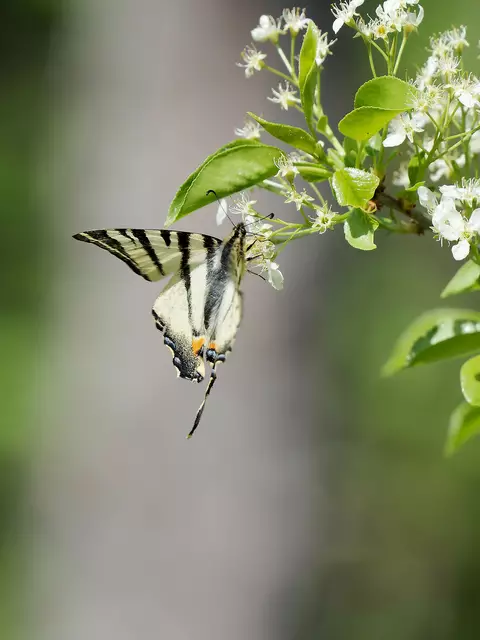 Dieser Segelfalter vom Waldrand bei Hölles hat sicher schon einiges erlebt und dabei einen Hinterflügelfortsatz verloren. | Foto: Anton Kroh