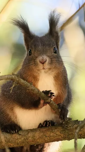 Eichhörnchen aus dem Murwald 