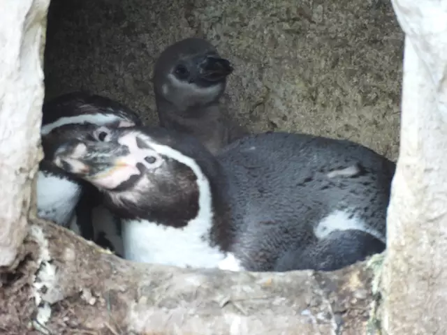 Gut umsorgt von den Eltern scheint es dem Jungspund der Pinguine fein zu gehen.  | Foto: Zuzana Kobesova 2025