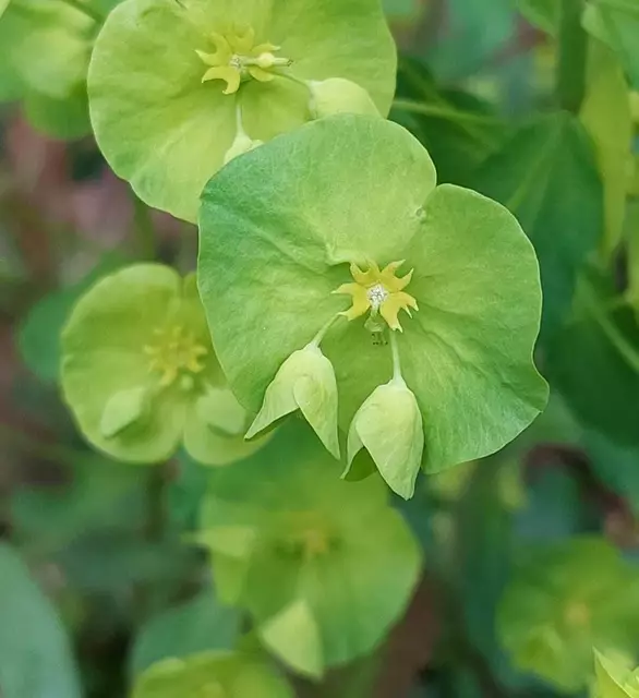 ...staunenswerte Natur! Kleine Rätselaufgabe: welche Pflanze steckt hinter dieser Blütenschönheit? ...ihr kennt sie gewiss, oder...🤔😉 | Foto: Monika Petanovitsch 