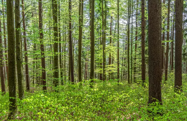 präsentiert sich der lichtdurchflutete Wald.