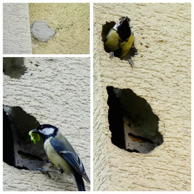 Sauber, warm, groß genug... Die benachbarten Meisen fliegen Futter hin und her. Sie fühlen sich hier wohl selbst wenn ihr Zuhause kurzerhand mal zugespachtelt wurde. Dann kommt ein Nachbar mehr dazu...  | Foto: Zuzana Kobesova 2025