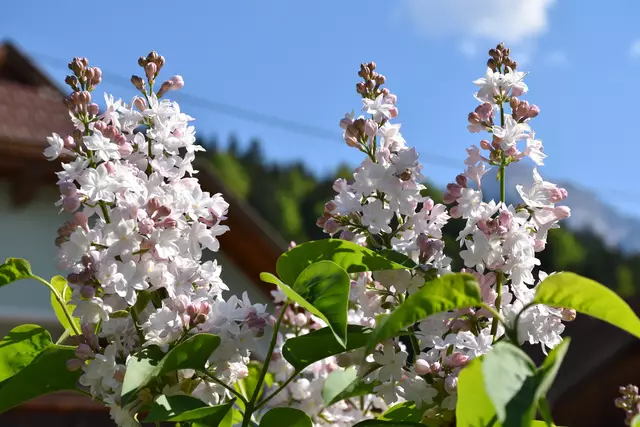 Österreich erlbüht wieder und der Frühling lässt Grüßen | Foto: Dominik Lach