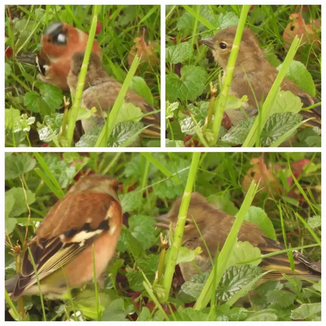 Ein Nesthäckchen ist keins mehr. Es latscht mit offenem Schnabel durch die Wiese, der Papa Buchfink hektisch rundherum. Er zeigt und verfüttert Essbares. So geht also Papamonat! 😄 | Foto: Zuzana Kobesova 