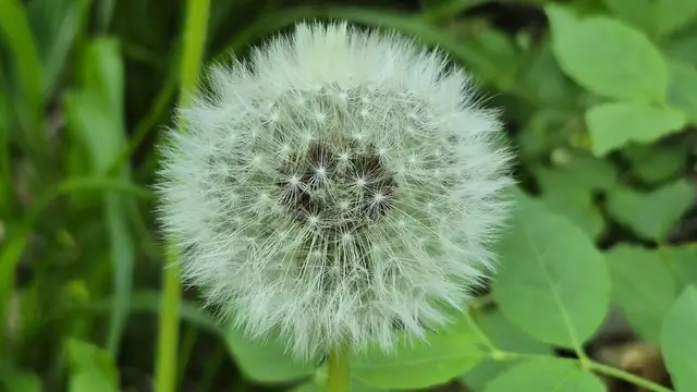 01.05.2025 Jetzt wieder zu sehen der Löwenzahnsamen.
„Der niedrige Druck in dem Wirbel ist es, der den Löwenzahnsamen gleichsam nach oben saugt, also dafür sorgt, dass er langsamer fällt“, sagt Naomi Nakayama 
„Der Schirm des Löwenzahns ist zu 90 Prozent offen, funktioniert aber viermal effektiver als ein geschlossener“, sagt Cummins.
Zitat von:
https://www.tagesspiegel.de/wissen/die-technologie-der-pusteblume-6611065.html
