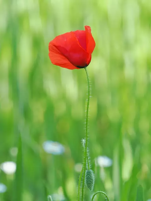 Auf dem Lindenberg bei Leobersdorf  | Foto: Anton Kroh 