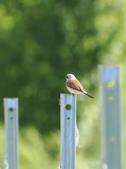 Dieses Neuntöter Männchen ließ sich kurz in einem Weingarten auf dem Lindenberg bei Leobersdorf blicken.  | Foto: Anton Kroh 
