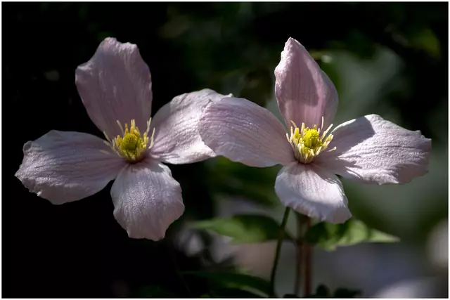 Im Vollbildmodus kann dieser Link aktiviert werden: CLEMATIS | Foto: © Ing. Günter Kramarcsik