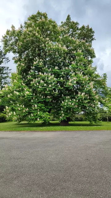 Blühender Kastanienbaum 