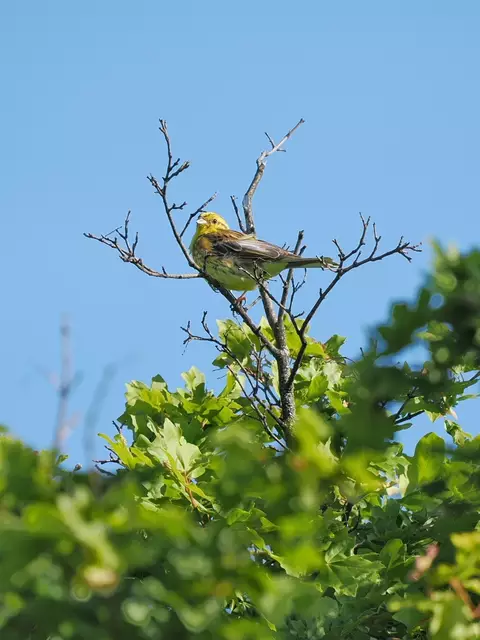 Zufällig entdeckte ich diese Goldammer, als sie sich kurz auf einem Ast auf dem Lindenberg bei Leobersdorf niederließ. | Foto: Anton Kroh 