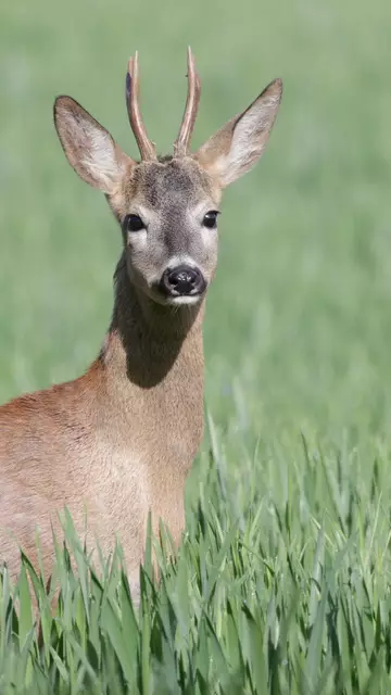 Ich spazierte am Uferstreifen der Mur entlang, als plötzlich aus dem Unterholz (etwa 20 Meter vor mir) dieser schöne Rehbock kam. 
Sofort ging ich in Deckung, in der Hoffnung nicht bemerkt zu werden. 
Der Wind war leider mein Gegenspieler und mein Dasein wurde natürlich sofort erkannt. Um den Bock nicht unnötig aufzuscheuchen, verweilte ich in dieser Position, bis ich aus seiner Sicht war.
Dabei entstand dieses schöne Foto.
Ich hoffe euch gefällt's.
