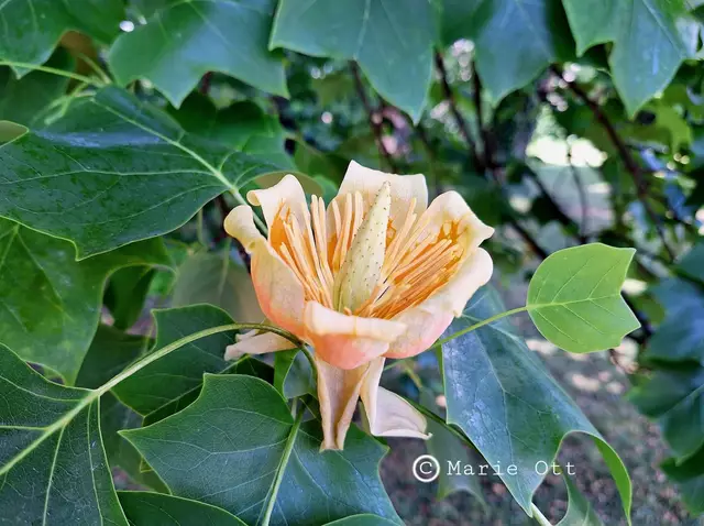 Blüte, Tulpenbaum