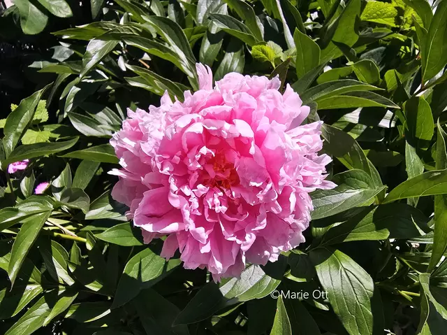 Pfingstrose, Blüte