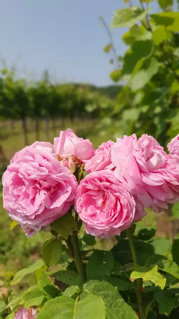Die sind wirklich wunderschön🌹. 
Das Wetter passte perfekt für einen kleinen Spaziergang, dabei kamen wir bei diesem prächtigen Rosenstock in den Weingärten zwischen Thallern und Gumpoldskirchen vorbei. | Foto: Philipp Steinriegler 