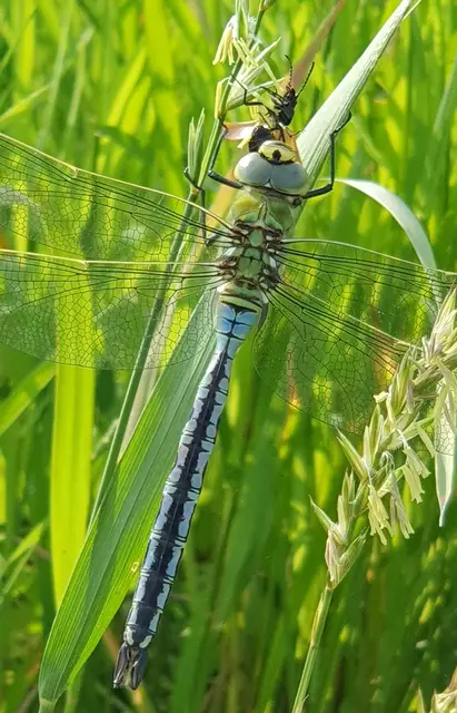 Eine wunderschöne Libelle konnte ich in der Nähe von Gumpoldskirchen fotografisch einfangen. | Foto: Philipp Steinriegler