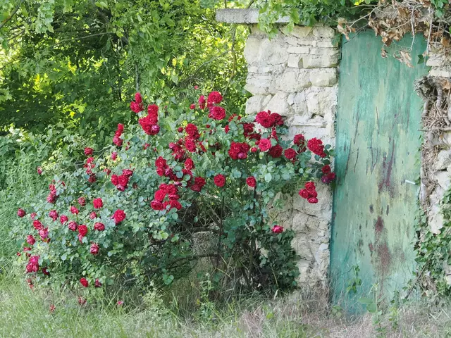 Früher galten Rosenstöcke im Weingarten als Anzeiger für Pilzkrankheiten. | Foto: Anton Kroh 
