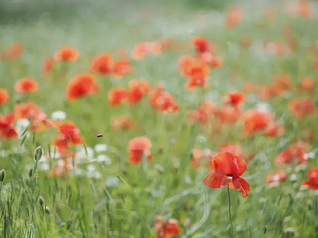 Diese attraktiven Blüten fand ich auf dem Lindenberg bei Leobersdorf.  | Foto: Anton Kroh 