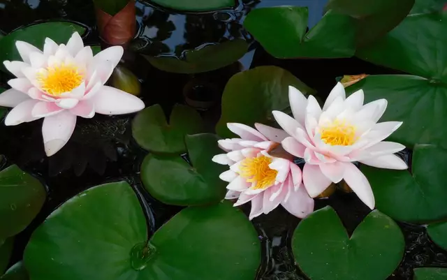 Wenn die Seerosen im Gartenteich blühen, ist der Sommer nicht mehr aufzuhalten, schreibt Hans Rankl. | Foto: Hans Rankl