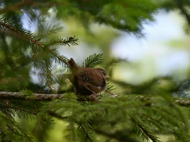 Zaunkönig