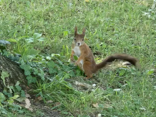 Eichhörnchen im Botanischen Garten