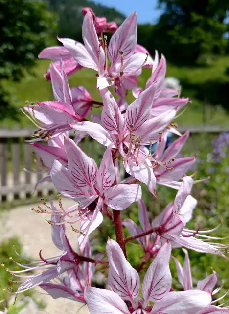 Gesehen im Kräutergarten in Fuschl am See  | Foto: H.Bachinger 