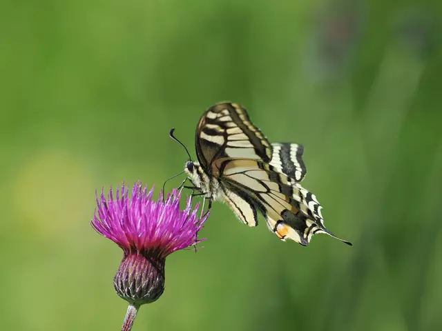Diesen schönen Schwalbenschwanz entdeckte ich bei St.Veit a.d.Triesting.  | Foto: Anton Kroh 