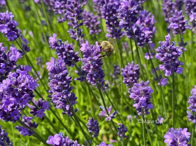 Lavendel ist ein natürliches Heilmittel und baut Stress ab!