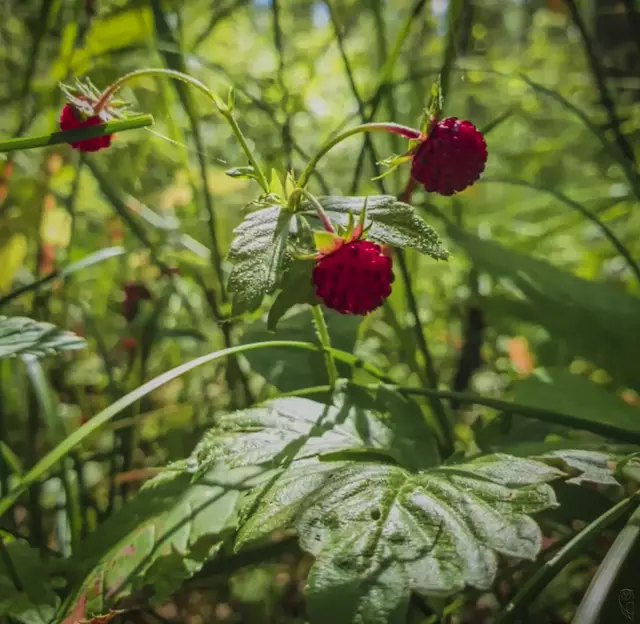 Walderdbeeren unvergleichlich im Geschmack