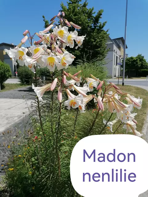 Madonnenlilie in Dietachdorf