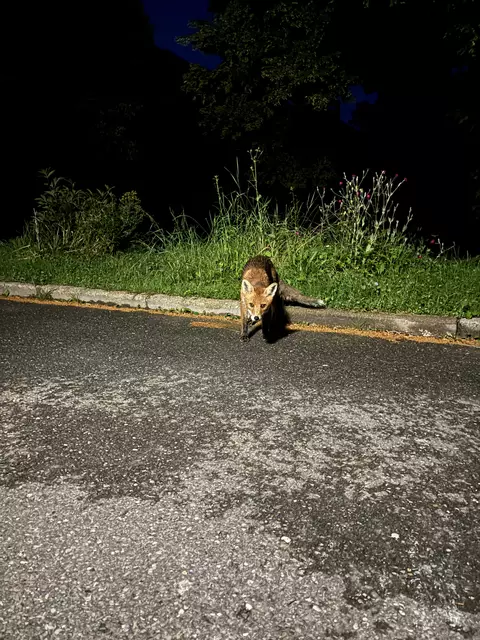 In der Nähe des Krankenhaus Hermagor durfte ich eine ganz besondere Begegnung machen. | Foto: Dominik Lach