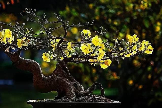Blhender Bonsai!