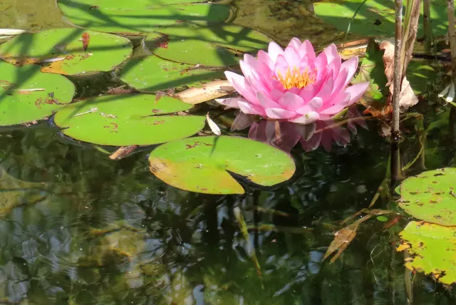 Da ist ein Wassergeist unter der Seerose, oder? (da sind doch 2 Augen?!?)