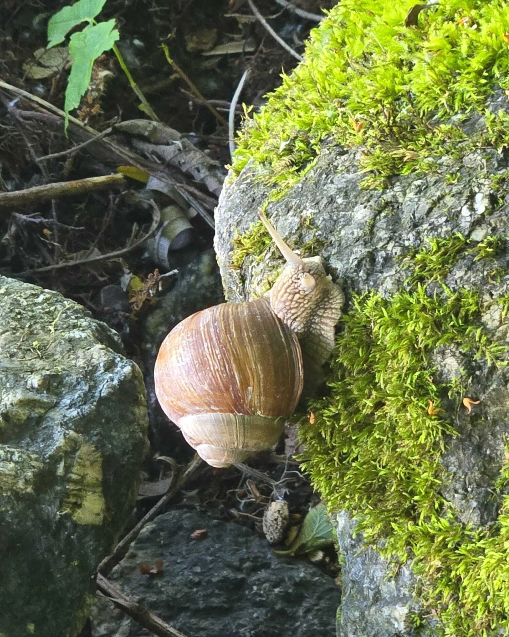 in der ruhe liegt die kraft bedeutung