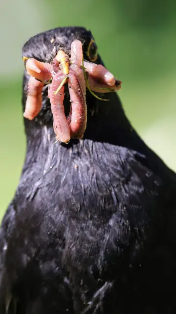 Amselmännchen sammelt fleißig das Futter für den Nachwuchs. 
Am Speiseplan stehen vorwiegend Insekten und Würmer. 

Die Amsel legt pro Brut im Durchschnitt etwa 4-5 Eier und kann bis zu viermal im Jahr Brüten.