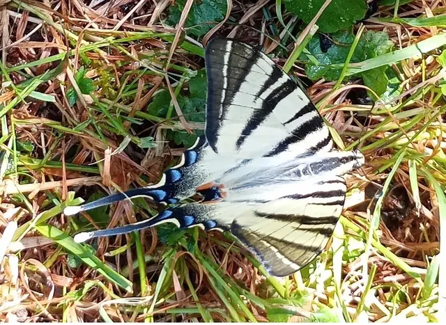 Segelfalter (Iphiclides podalirius) fotografiert in einem Garten in der Hasendorferstr. am 2.7.25. Dabei handelt es sich um eine in Österreich stark gefährdete, seltene  Schmetterlingsart. | Foto: Dr. Andreas Gießauf