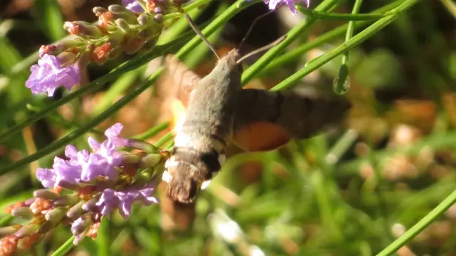01.07.2025  Wikipedia:  "Sein deutscher Name leitet sich vom zweigeteilten Haarbüschel am Hinterleibsende ab, das eine gewisse Ähnlichkeit mit den Schwanzfedern von Tauben aufweist. Als Wanderfalter ist das Taubenschwänzchen in fast ganz Europa bekannt. Wegen seines auffälligen Flugverhaltens, das als Schwirrflug bezeichnet wird und das dem eines Kolibris ähnelt, wird es auch Kolibrischwärmer oder Kolibrifalter genannt."