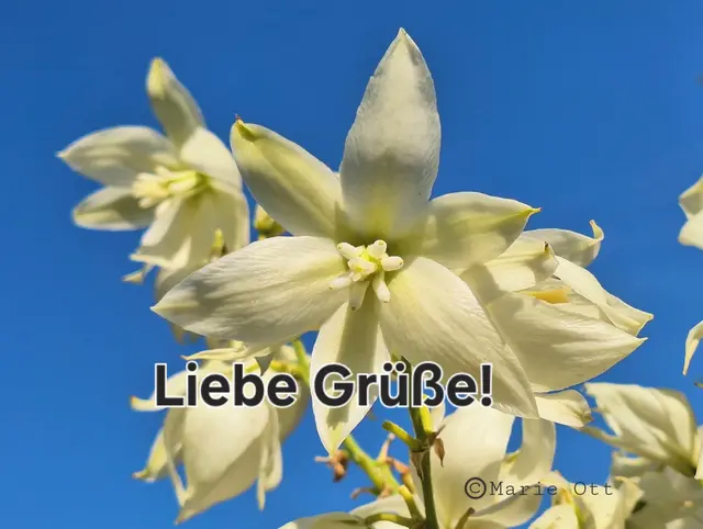 Liebe Grüße! 
