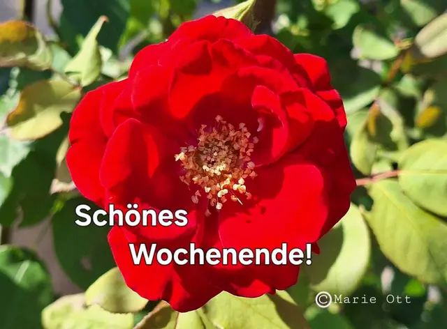 Schönes Wochenende! 