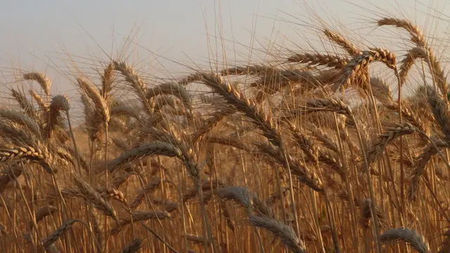 04.07.2025 ...reift in der Natur und wird uns ernähren. 
Ich finde wir sollten dafür dankbar sein1