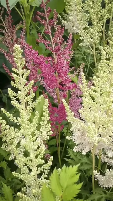 Foto: Glaser
Astilbe oder Prachtspiere
