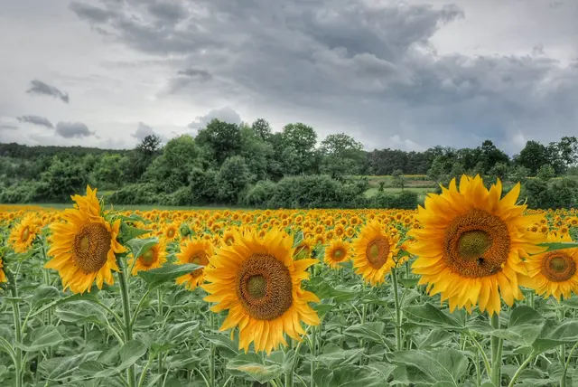 Sonnenblumenfeld bei Lindabrunn  | Foto: Anton Kroh 