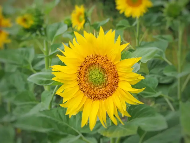 Einzelne Sonnenblume aus einem Feld bei Lindabrunn  | Foto: Anton Kroh 
