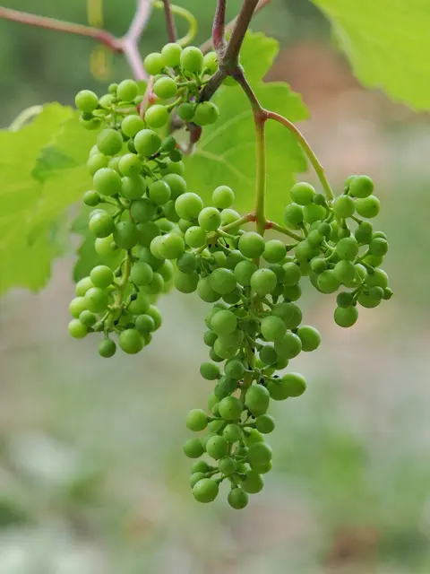 In einem Weingarten bei Enzesfeld  | Foto: Anton Kroh 