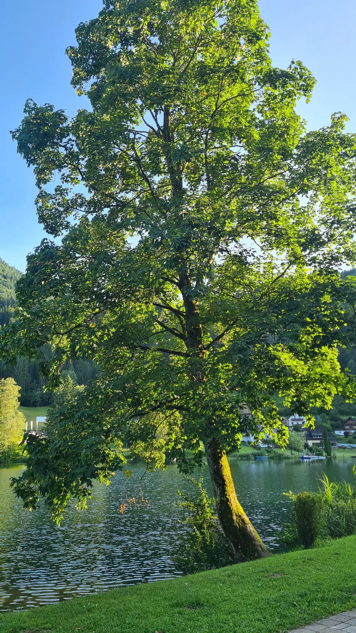 Mächtiger Schattenspender