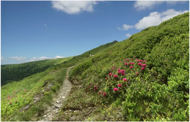 Der Pfad führt auf die Hirscheggeralm 1871 m und zeichnet sich durch die Almrauschblüte Mitte Ende Juni ebenso aus. 