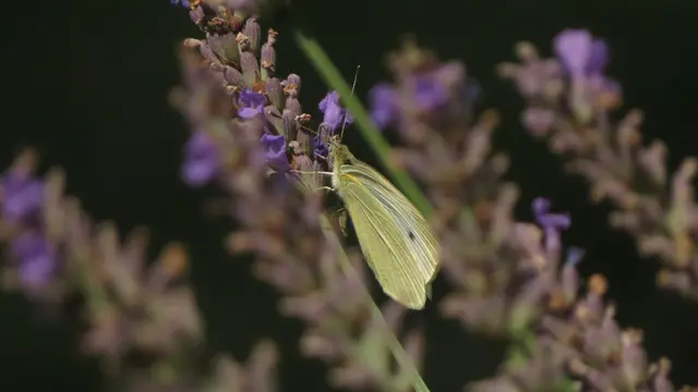 15.07.2025 der Kleine Kohlweißling liebt die Lavendelblüte